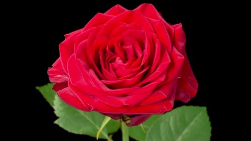 Elegant Red Rose Blooming in Time Lapse