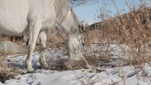 White Horse Feeding Off Dry Grass at Highland Pasture Domestic Farm Equine Mammals Grazing in