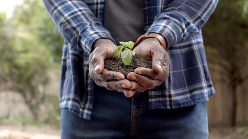 Midsection of mature african american man holding soil with seedling plant in garden, slow motion