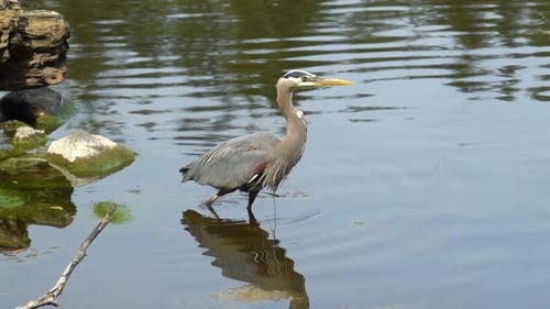Majestätischer Reiher watet im goldenen Nachmittagslicht durch stilles Wasser