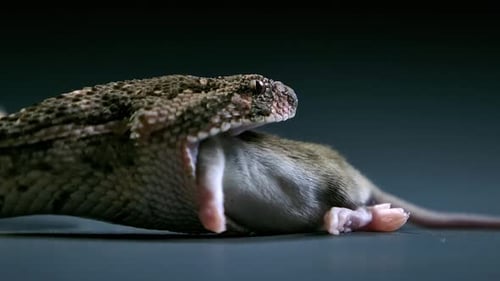 cottonmouth swallowing prey while pesky flies fly around - studio