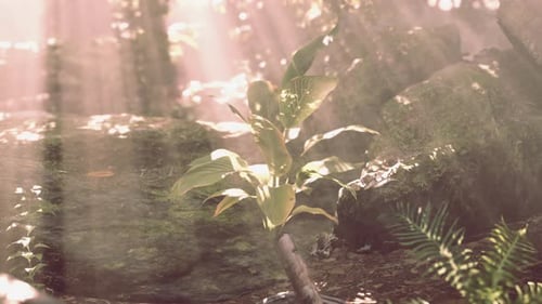 The Verdant Forest Glows Under the Warmth of the Sun