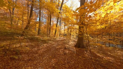 Drone Flying in Forest FPV Flight Scene of Cinematic Autumn Season Forest with Golden Yellow Tree