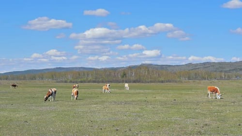 Cows Grazing in the Green Field Against the Blue Sky with Clouds