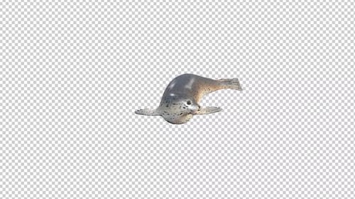 Seal Land Idle Transparent Background