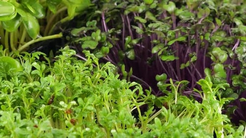 Fresh Microgreens Being Watered Close Up