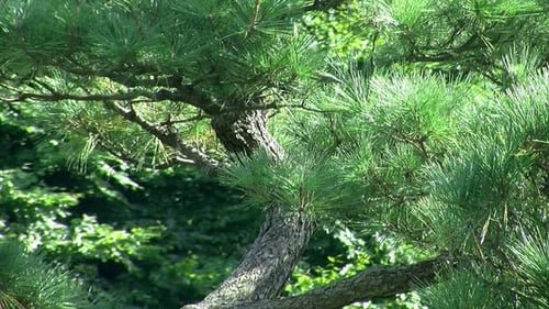 Close-up of pine tree with elegantly shaped trunk.