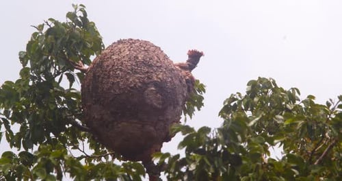 Large Termite Nest in Green Tree Branches