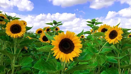 Slow zoom into a large sunflower in a field swaying in the wind under a blue sky with fair weather c