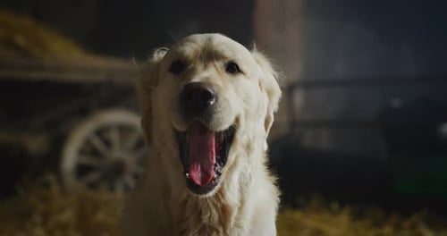 Close Up of Golden Retriever Dog Yawning Indoors