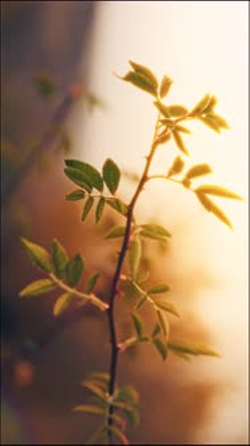 A leafy branch of a tree is shown in the sunlight