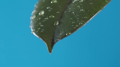 Drops of water drip from the green leave down on the blue background. Slow motion
