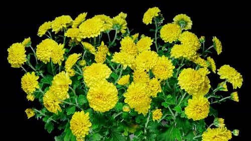 Time Lapse of Blooming Yellow Chrysanthemum on a Bush Close up Over Black Background