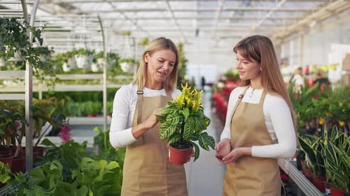 Women Gardeners Discussing Plant in Greenhouse