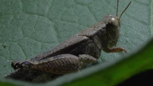 shot of a brown grasshopper resting on a green leaf