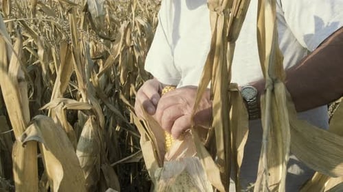 Senior farmer standing in corn field examining crop before harvesting.