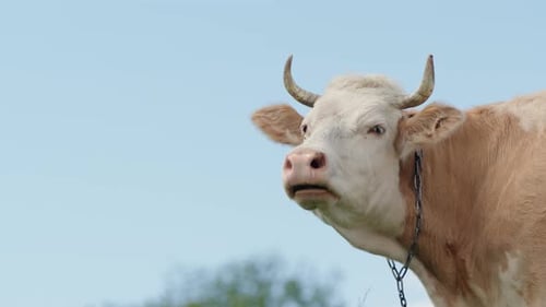 A Brown and White Cow in a Field Says Moo