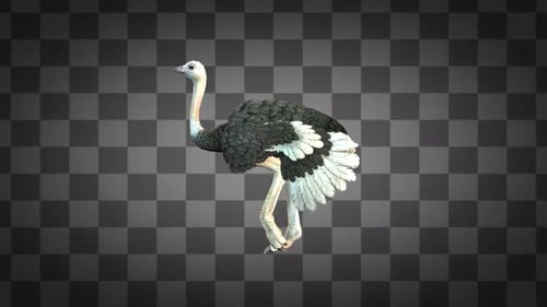 Ostrich Run Alpha Channels 2