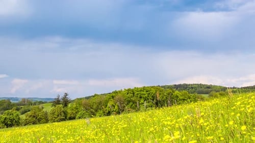 Meadow with Green Grass and Dandelions in a Hilly Valley Under a Cloudy Sky