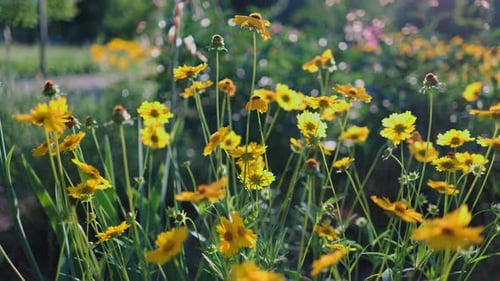 Top view of beautiful yellow daisies and green leaves. Flowers and leaves sway in the wind.