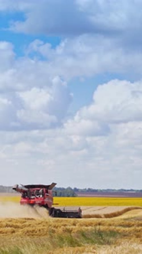 Grain harvesting tractor. Machine for separating wheat grains working on field. Vertical video
