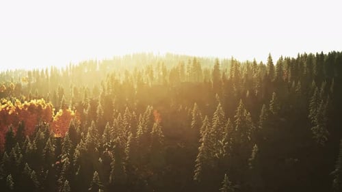 Sunlight Streaming Through the Dense Forest Trees
