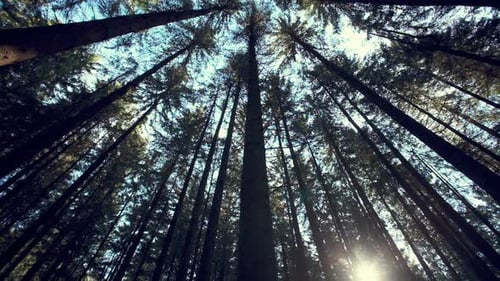 The Sun Shines Through the Crown in Summer Forest