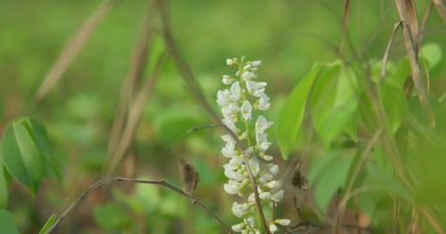 Close-up of a delicate white wildflower blooming among green foliage in a lush meadow, focus on natu