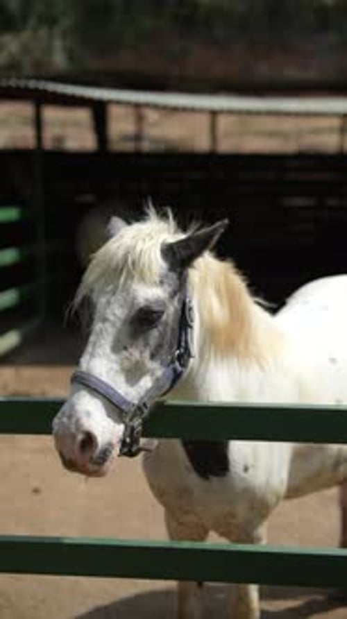 Detailed Images Capturing an Endearing Pony with Spots Kept in a Rustic Farm Enclosure