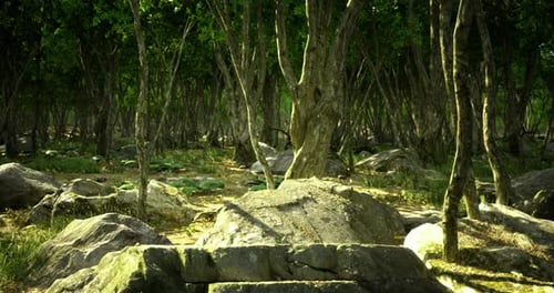 Exploring a Serene Forest Landscape with Rocks and Trees in Soft Sunlight