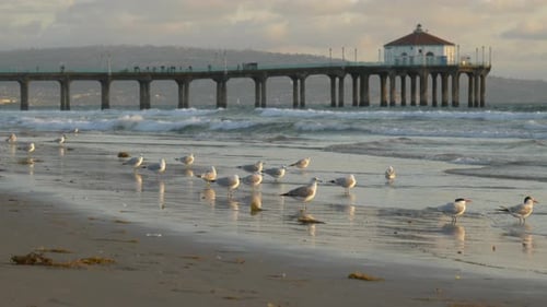 Seagulls on Beach at Sunset Tracking