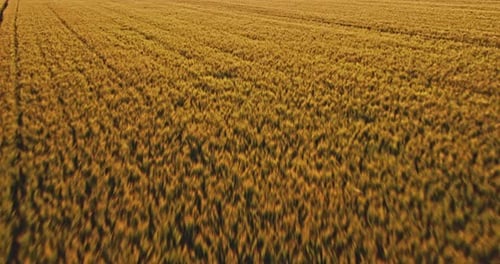 Golden wheat field at sunset