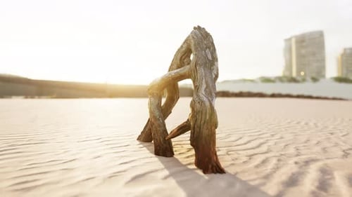 Piece of an Old Root is Lying in the Sand of the Beach