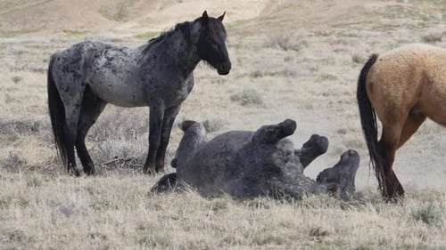 Horse rolling on the ground and kicking