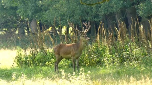 Whitetail Deer Standing in Sunlit Meadow