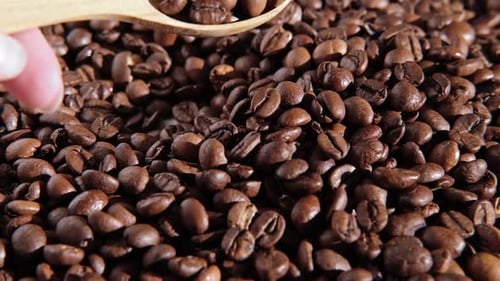Roasted Coffee Beans Being Scooped with Spoon