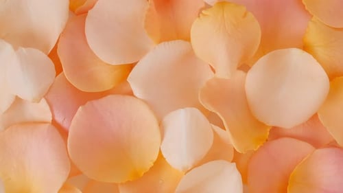Flowers Yellow Rose Petals Rotation on Background Sun and Shadows Reflections Sunlight and Shadows