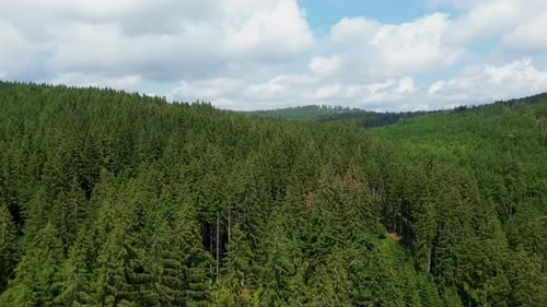 cinematic view from a drone, flying over the treetops of a large green forest in the mountains