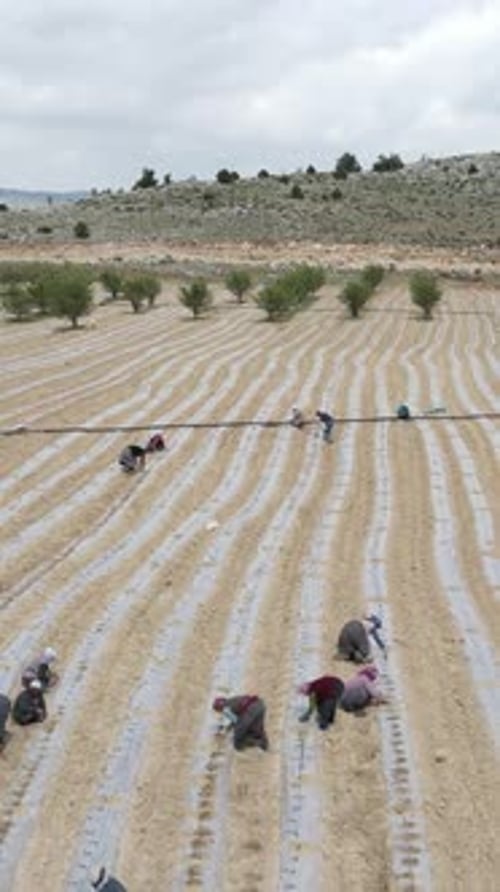 Workers tending crops on a large rural farm
