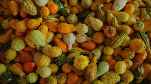 Récolte de citrouilles de différentes formes et tailles d'oranges sur le comptoir de la ferme