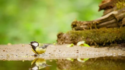 Great Tit in Friesland Netherlands at shallow pool of water bends over to drink water meeting reflec