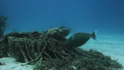 Ein Paar Orangenfisch-Einhornfische grasen auf einem flachen Tauchplatz auf Algen