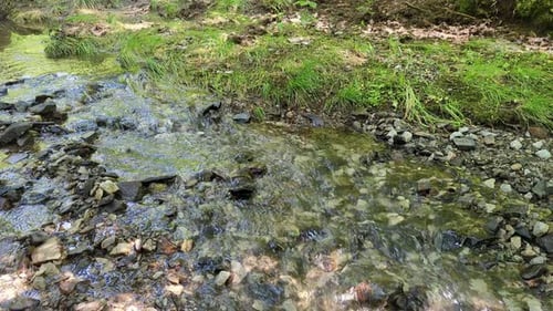 Stream in the forest on a spring day
