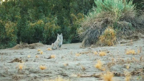 Wild Lynx Looking At Camera At Badwater Basin In Death Valley National Park