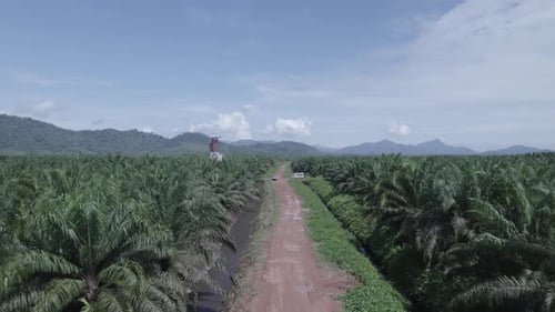 Aerial view Oil palm field
