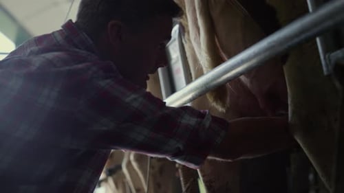Ouvrier d'étable trayant des bovins sur un carrousel rotatif mécanique dans une installation agricole moderne