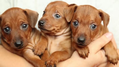 Three Adorable Puppies Cuddled Together in Hand