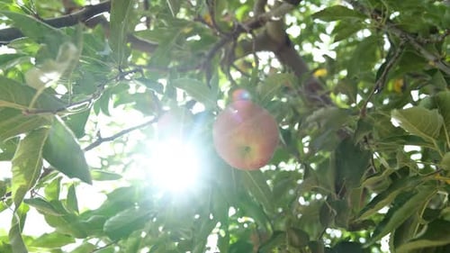Farmers Harvesting Apples
