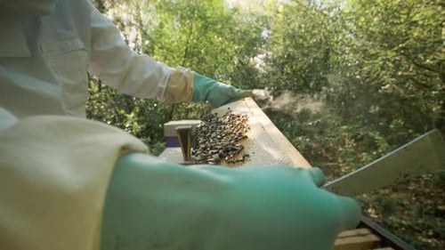 Beekeeper Inspecting Wooden Hive Frame Covered in Bees