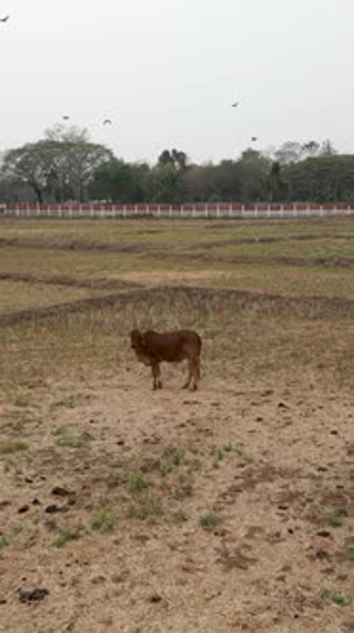 View From Above of a Lone Cow in a Field with Birds Flying Overhead